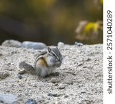 Eastern chipmunk, Tamias striatus, small squirrel in Yukon, Canada