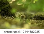 The eastern chipmunk (Tamias striatus) . The eastern chipmunk  is a chipmunk species found in eastern North America