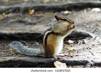 Eastern Chipmunk (Tamias striatus), standing on the roots of pine with full cheeks, eating oranges.  Altai, Altai region, Russia