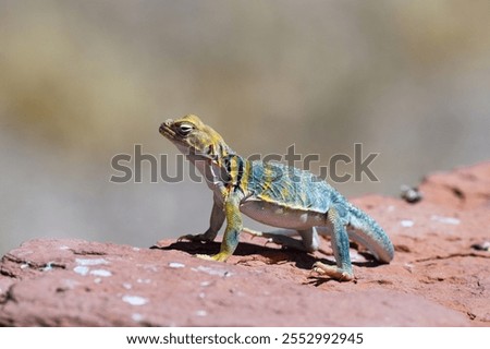 Eastern Collared Lizard (Crotaphytus collaris) on red rock in Southern Utah