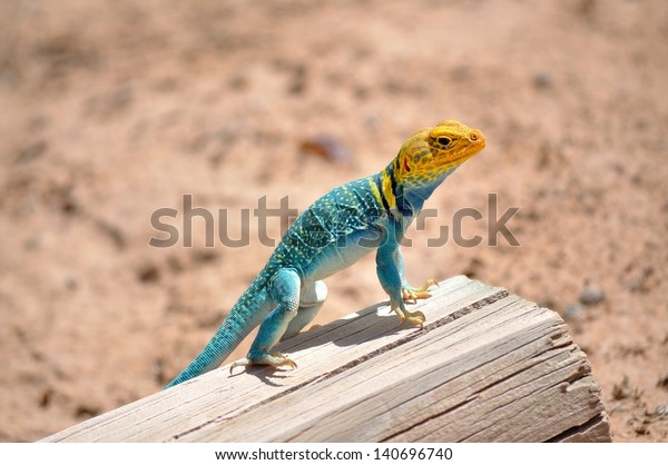 Eastern Collared\
Lizard perched on a fence\
post.