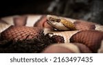 Eastern copperhead (Agkistrodon contortrix), close-up