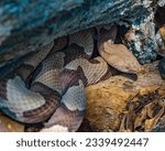 An Eastern copperhead, Agkistrodon contortrix, coiled under a log in Florida. You can see its distinctive coloration, pattern, and triangular head. This snake is native to the east and central US. 