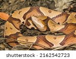 Eastern Copperhead Snake - Agkistrodon contortrix