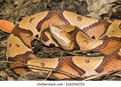 Eastern Copperhead Snake Agkistrodon Contortrix Stock Photo 2162542723 ...