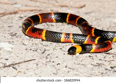 Eastern Coral Snake