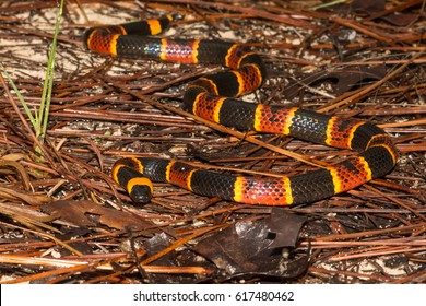 Eastern Coral Snake