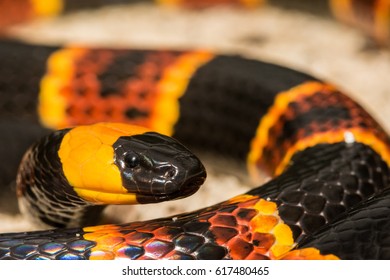 Eastern Coral Snake