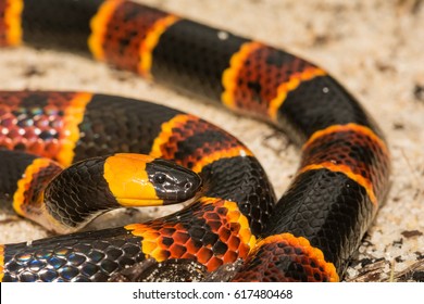 Eastern Coral Snake