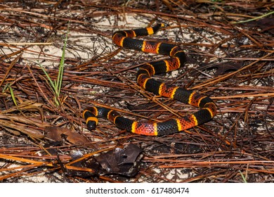 Eastern Coral Snake