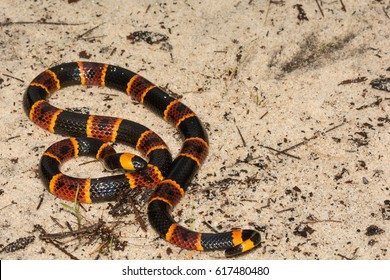 Eastern Coral Snake