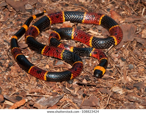 Eastern Coral Snake Micrurus Fulvius Stock Photo (Edit Now) 108823424