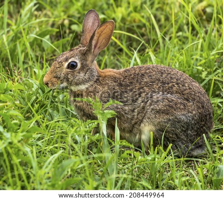 A Eastern Cotton Tail Rabbit eating grass.