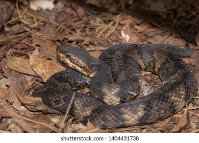 Water Moccasin Images, Stock Photos & Vectors | Shutterstock