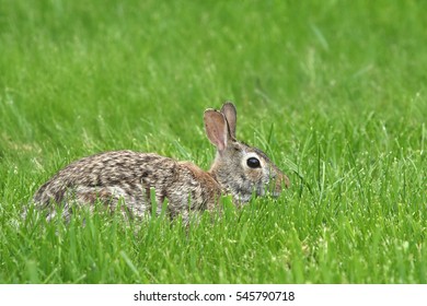 Eastern Cottontail