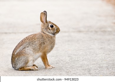 Eastern Cottontail Bunny Rabbit