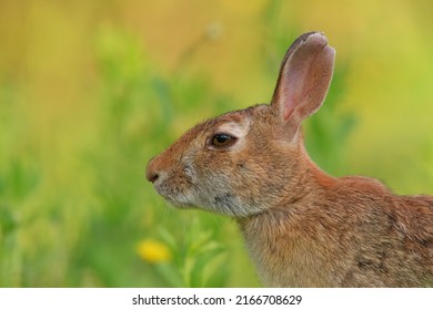 The eastern cottontail is a New World cottontail rabbit, a member of the family Leporidae. It is the most common rabbit species in North America.