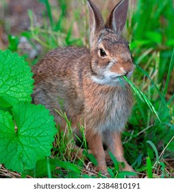 Eastern Cottontail Rabbit Eating Grass