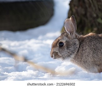 Eastern Cottontail Rabbit (Sylvìlagus Floridanus) In The Snow.