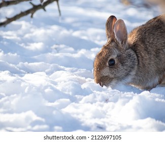 Eastern Cottontail Rabbit (Sylvìlagus Floridanus) In The Snow.