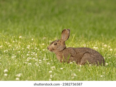 Eastern cottontail rabbit in grass and flowers