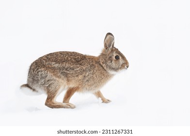 Eastern cottontail rabbit happing in a winter forest.