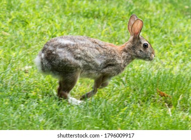 Eastern cottontail rabbit hopping on green grass background in Illinois.