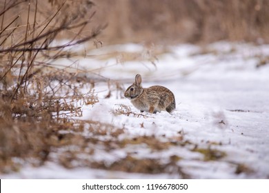 An Eastern Cottontail rabbit on a snowy path on a winter evening near Toronto