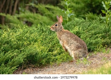 Eastern Cottontail Rabbit Posing For A Portrait