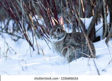 Eastern Cottontail Rabbit Sitting In The Snow