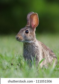 Eastern Cottontail Rabbit, Sylvilagus floridanus, portrait, in lush green grass, suburban Philadelphia, Pennsylvania