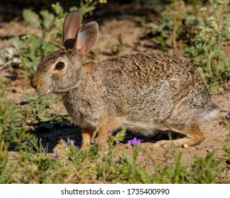 Eastern Cottontail in South Texas