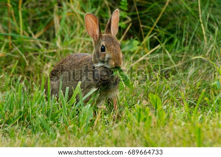 An Eastern Cottontail is standing in the grass eating a leaf. Todmorden Mills Park, Toronto, Ontario, Canada.