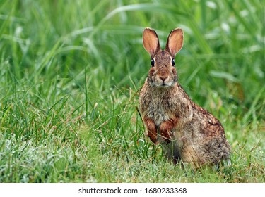 The eastern cottontail (Sylvilagus floridanus) is the most common rabbit species in North America.