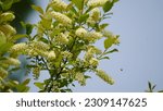 The eastern cottonwood is a large tree that is characteristically found in floodplains, known for colonizing open areas.