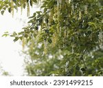 Eastern Cottonwood tree in poplar family