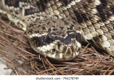 Eastern Diamond Back Rattlesnake