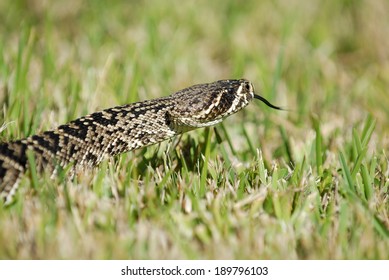 An Eastern Diamond Back Rattlesnake Crawling Through The Florida Everglades.