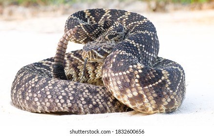 Eastern Diamond Back Rattlesnake (crotalus Adamanteus) Coiled In Defensive Strike Pose With Tongue Out; On Sandy Road In Central Florida - Lightened Version