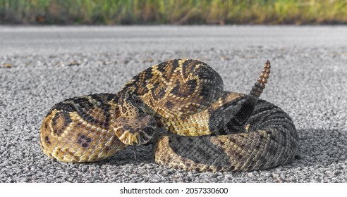 Eastern Diamond Back Rattlesnake - Crotalus Adamanteus - Coiled In Defensive Strike Pose With Tongue Out; On Pavement Road In Central Florida.  10 Buttons On Rattle