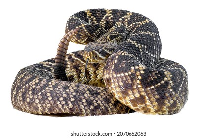 eastern diamond back rattlesnake - crotalus adamanteus - coiled in defensive strike pose with tongue out;  isolated cutout on white background