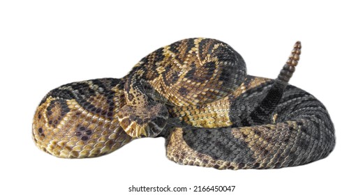 Eastern Diamond Back Rattlesnake - Crotalus Adamanteus - Coiled In Defensive Strike Pose With Tongue Out. Isolated Cutout On White Background