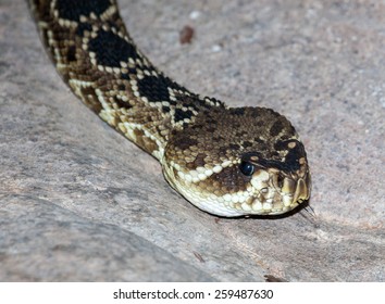 Eastern Diamond Backed Rattlesnake Found In USA