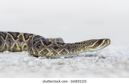 Eastern Diamondback Rattlesnake