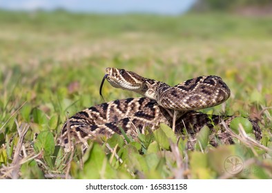 Eastern Diamondback Rattlesnake