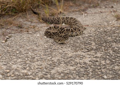 609 Florida Snakes Venomous Stock Photos, Images & Photography ...