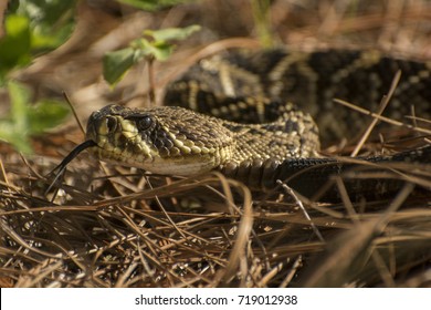 Eastern Diamondback Rattlesnake