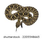 Eastern Diamondback rattlesnake - crotalus adamanteus isolated on white background dorsal view from above.  neonate to a few weeks old, wild animal with one button rattle. great scale detail. 