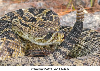 Eastern diamondback rattlesnake - crotalus adamanteus in sideways strike pose with tongue out and up, rattle next to head and face in north central Florida 