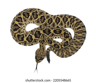 Eastern Diamondback Rattlesnake Crotalus Adamanteus Isolated Stock ...